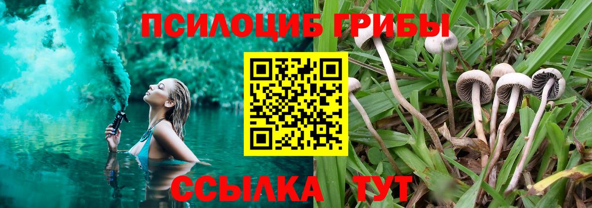 Псилоцибиновые грибы Cubensis  Вход с VPN  Фрязино 